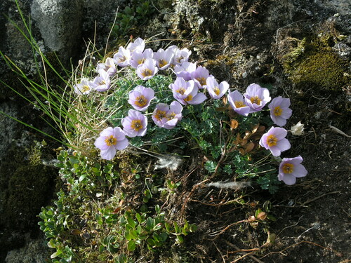 Paraquilegia microphylla, photograph 2