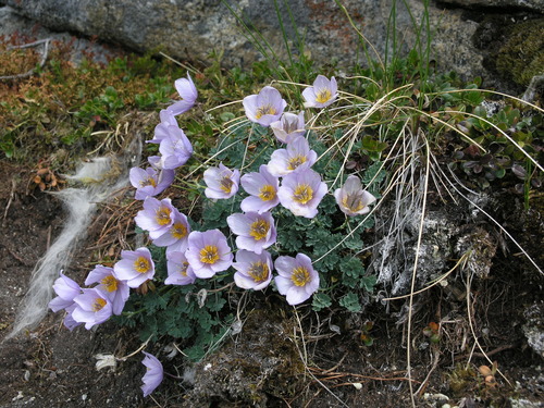Paraquilegia microphylla, photograph 1