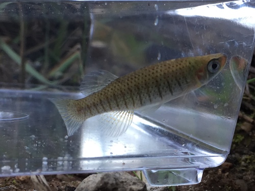 Bayou topminnow (Fundulus nottii) — Fundulidae — 4