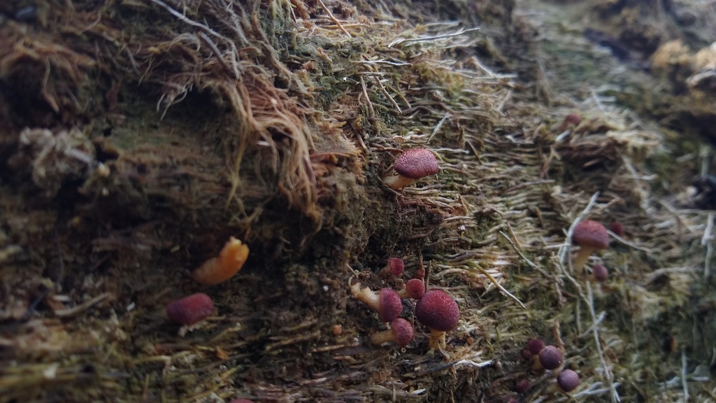 Gymnopilus purpuratus · May 2023 · photo: © lechuzoologo (iNaturalist, cc-by)