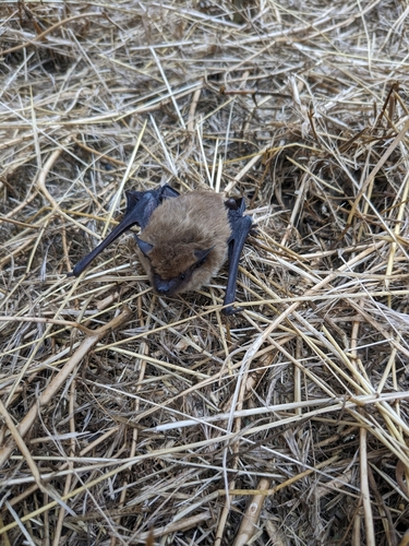 Big Brown Bat photographed in Montana