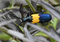 Desmocerus palliatus