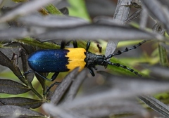 Desmocerus palliatus
