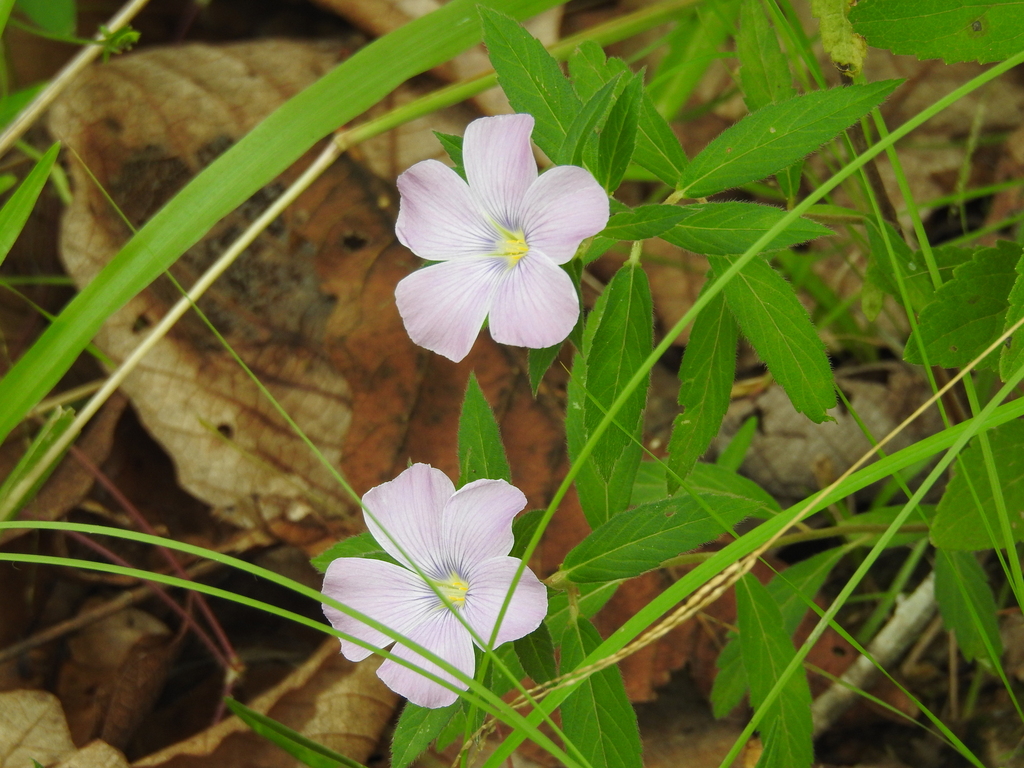 Turnera coerulea; photograph Sinaloa Silvestre, CC0, iNaturalist via GBIF