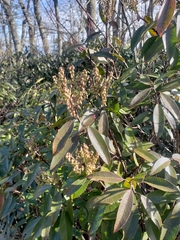 Pieris floribunda