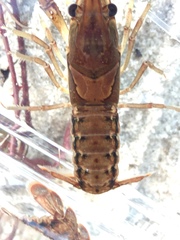 Procambarus versutus