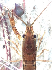 Procambarus versutus