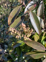 Pieris floribunda