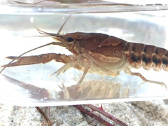 Procambarus versutus