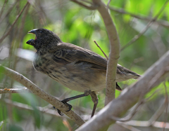 Platyspiza crassirostris