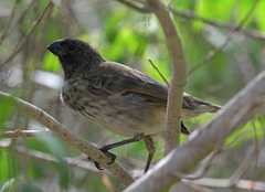 Platyspiza crassirostris