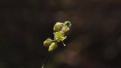 Eriogonum deserticola