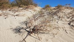Eriogonum deserticola