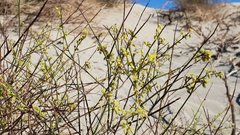 Eriogonum deserticola