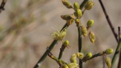 Eriogonum deserticola