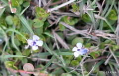 Lindernia rotundifolia