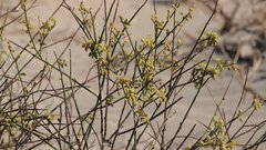 Eriogonum deserticola