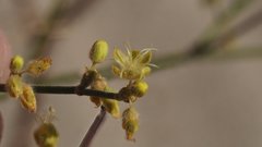 Eriogonum deserticola