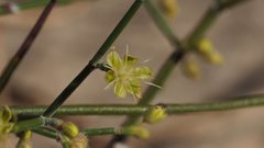 Eriogonum deserticola