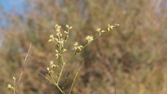 Eriogonum deserticola