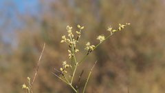 Eriogonum deserticola