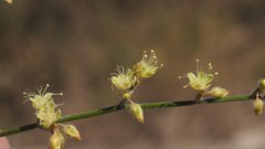 Eriogonum deserticola