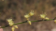 Eriogonum deserticola