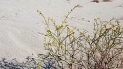Eriogonum deserticola