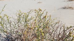Eriogonum deserticola