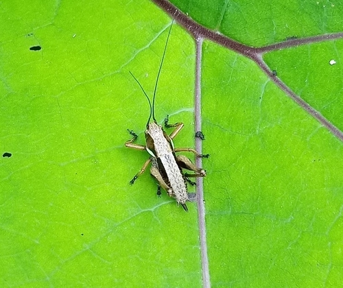 Alpine Dark Bush-cricket, Kindberg, 8650, Österreich, photo 8 of 10