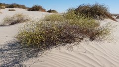 Eriogonum deserticola