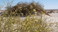 Eriogonum deserticola