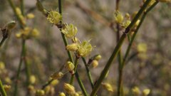 Eriogonum deserticola