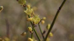 Eriogonum deserticola