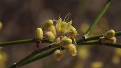 Eriogonum deserticola