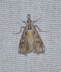 Loxostege allectalis