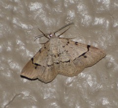 Frederickia flaviterminata