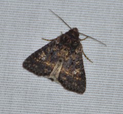 Condica albigera