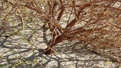 Eriogonum deserticola