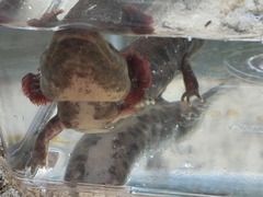 Necturus beyeri