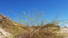 Eriogonum deserticola