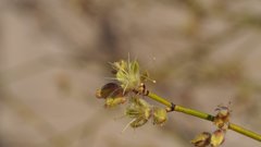 Eriogonum deserticola