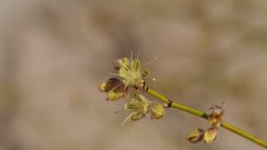 Eriogonum deserticola