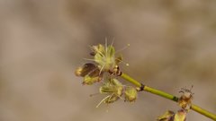 Eriogonum deserticola