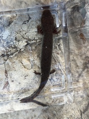 Necturus beyeri