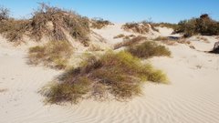 Eriogonum deserticola