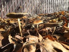 Leratiomyces squamosus