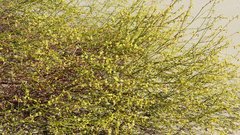 Eriogonum deserticola