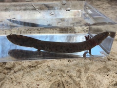 Necturus beyeri