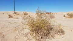 Eriogonum deserticola